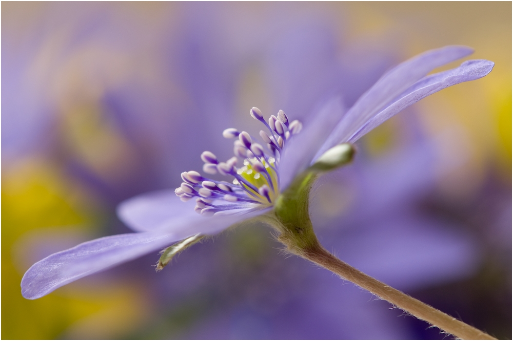 Blau und gelb