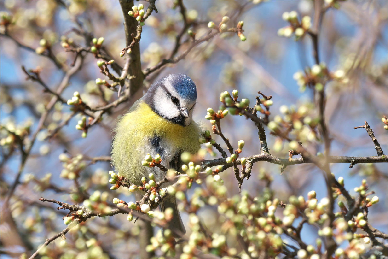 Blau und Gelb