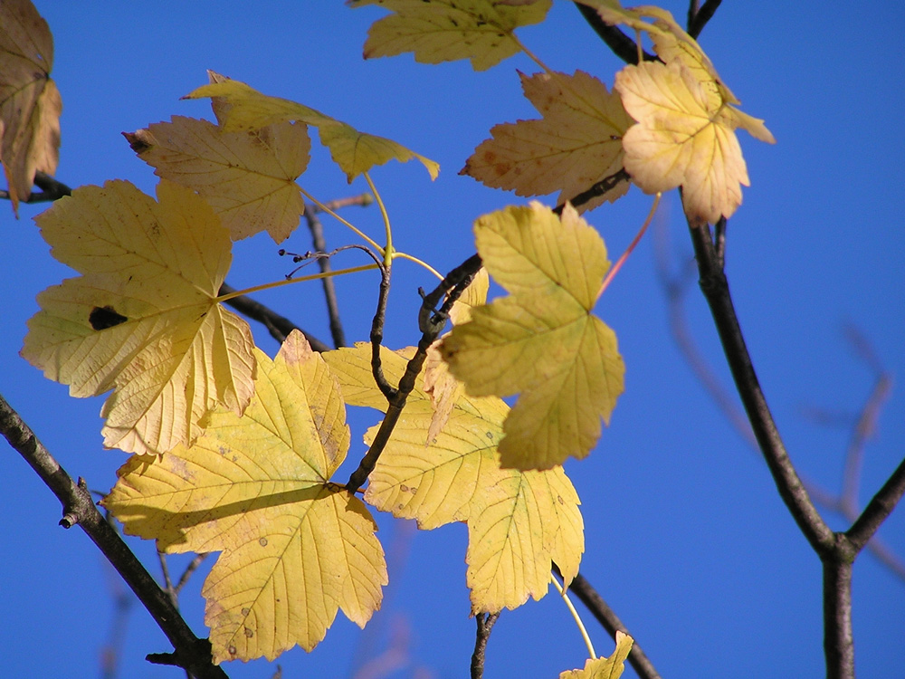 Blau und Gelb