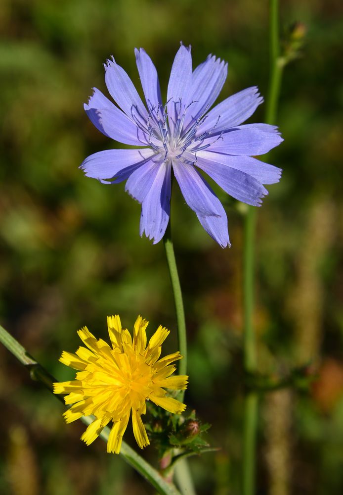 Blau und Gelb