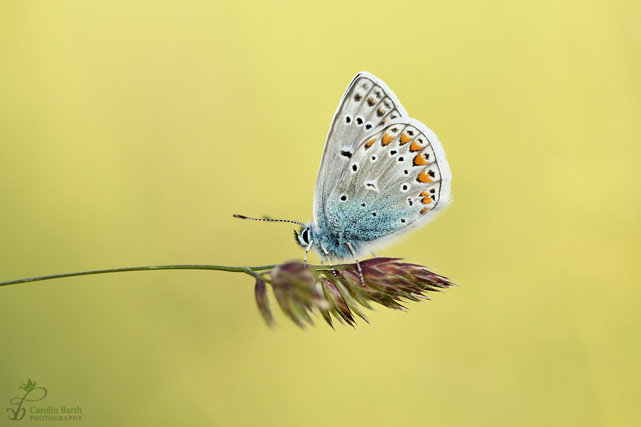 blau und gelb...