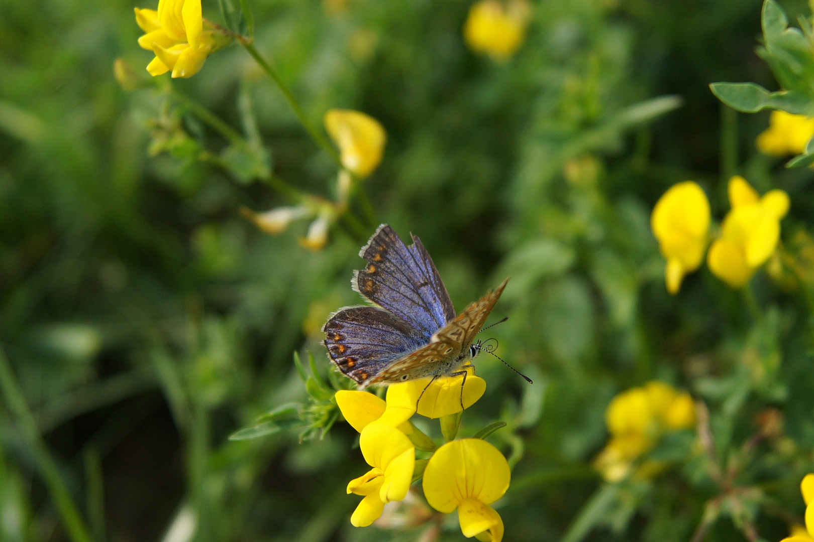 Blau und gelb