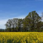 Blau und Gelb- die Nationalfarben der Oberlausitz