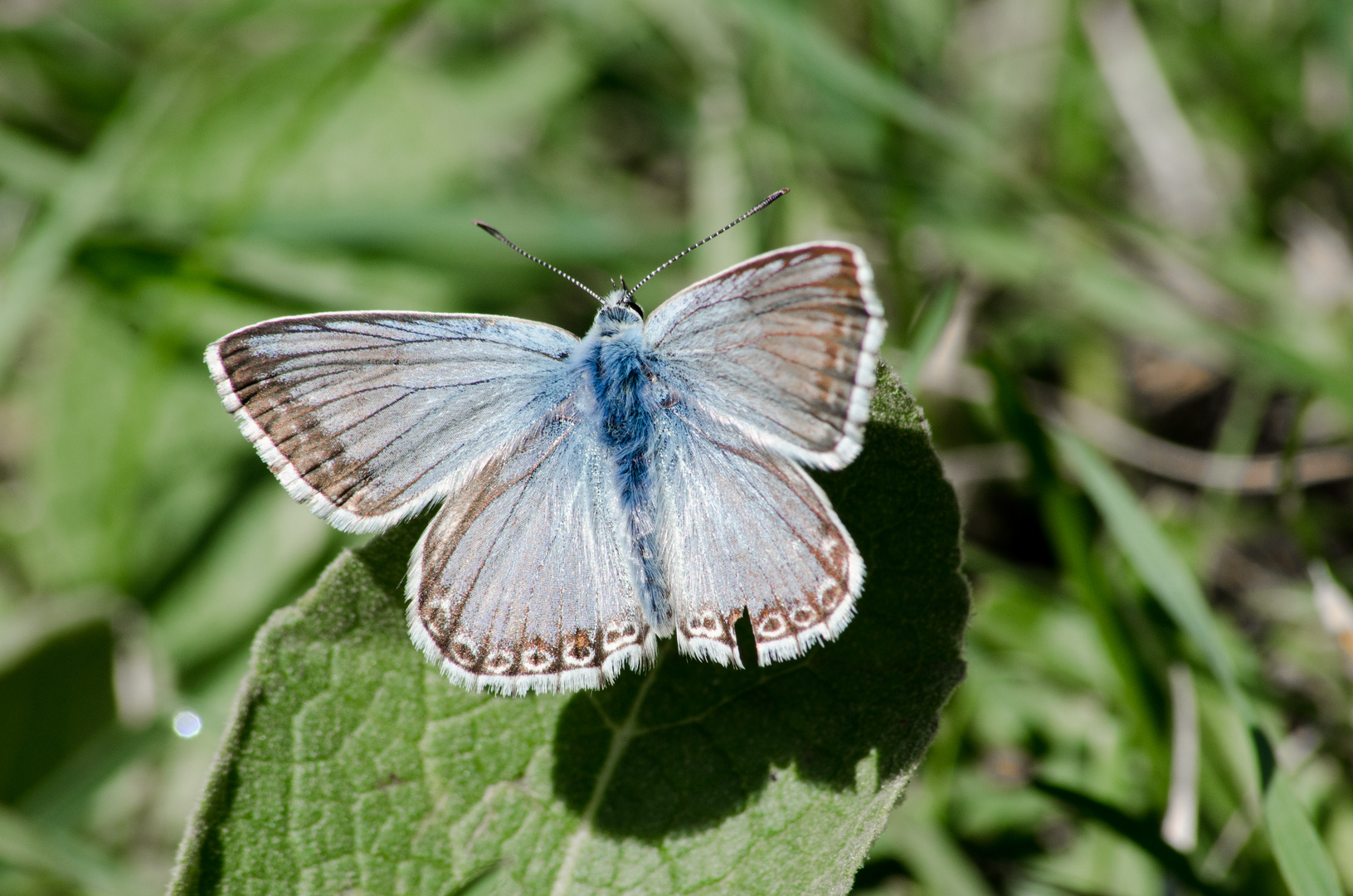 Blau und Grau