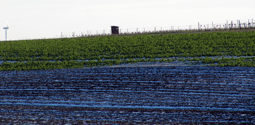 Blau und grün