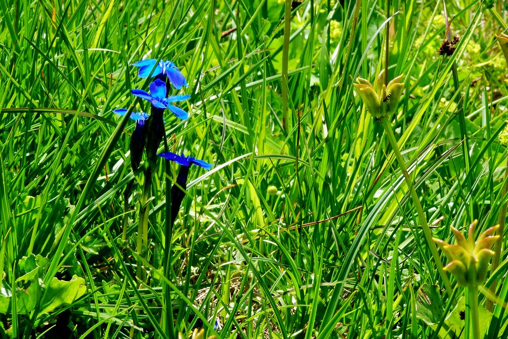 Blau und grün