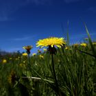 Blau und Grün mit Gelb