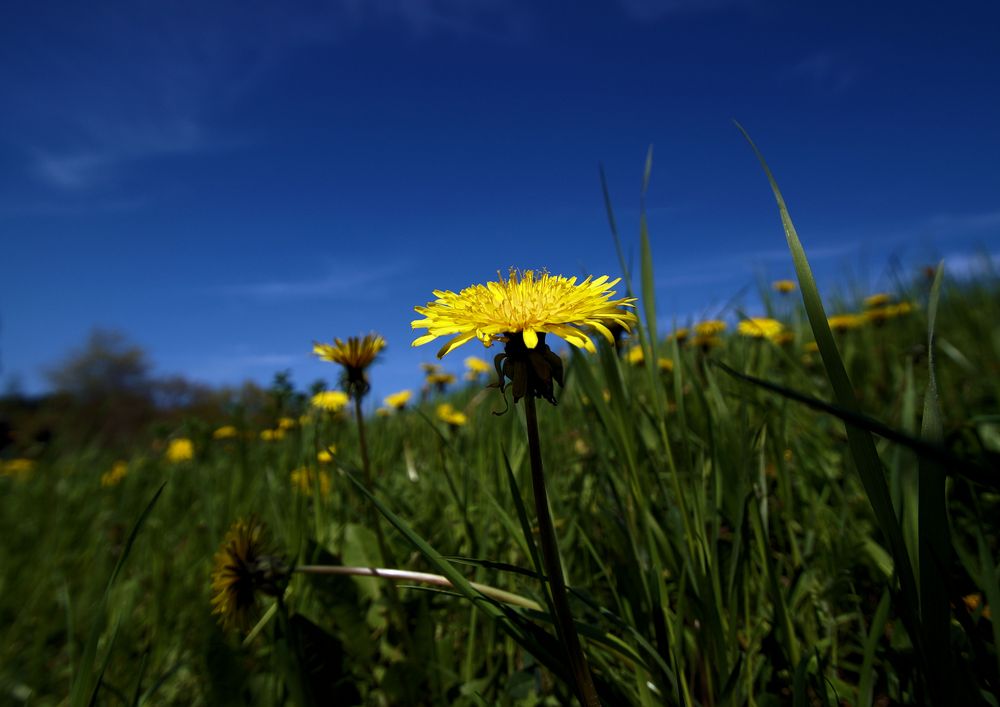 Blau und Grün mit Gelb