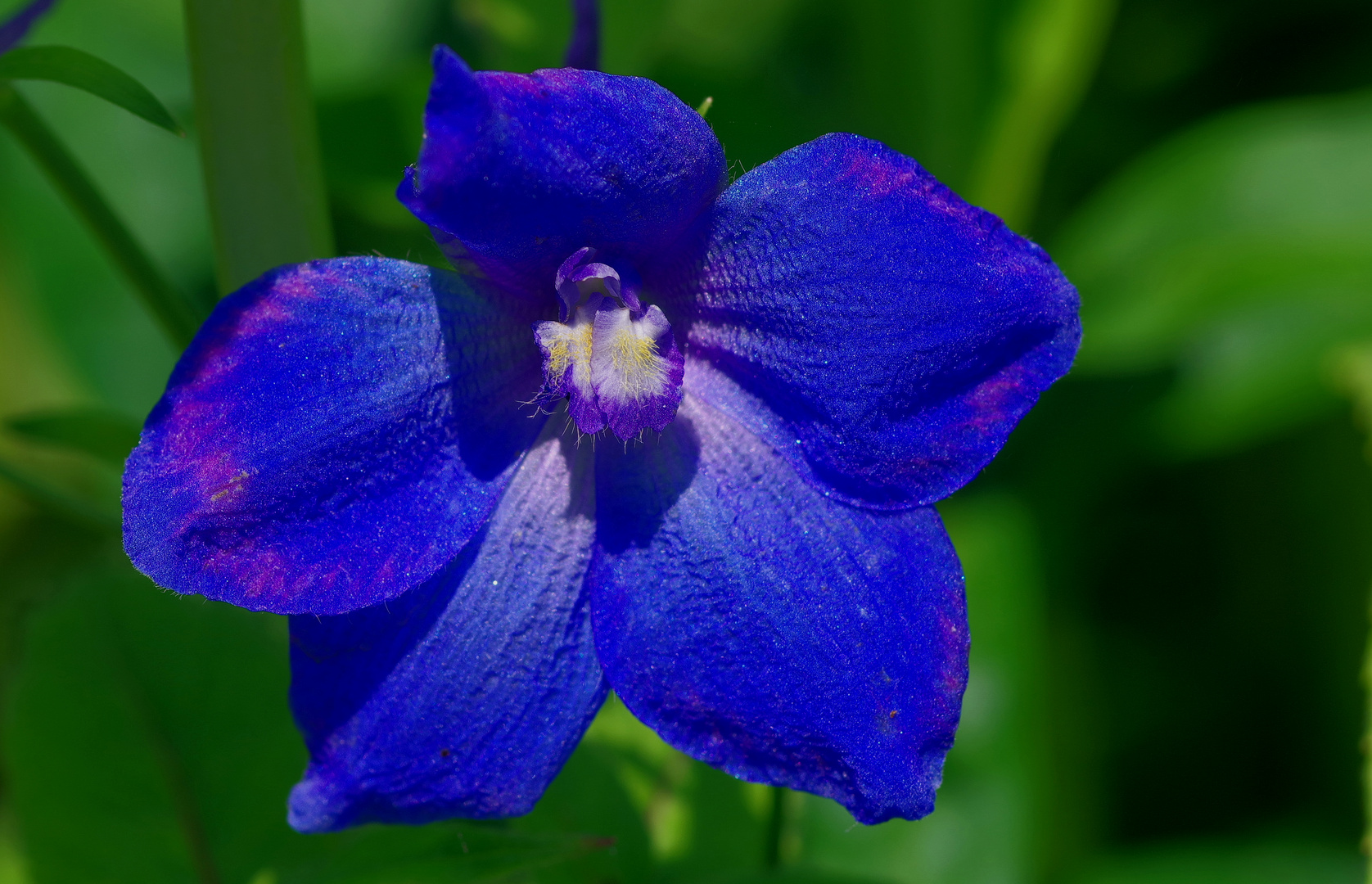 blau und gün