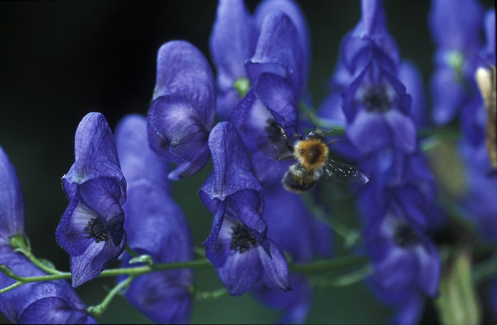 Blau und Hummel