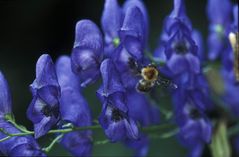 Blau und Hummel