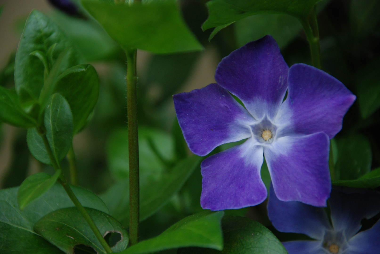 Blau und Immergrün