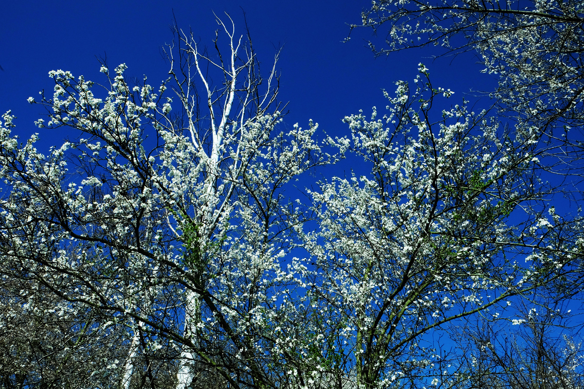 Blau und nichts als Blau mit etwas weiß