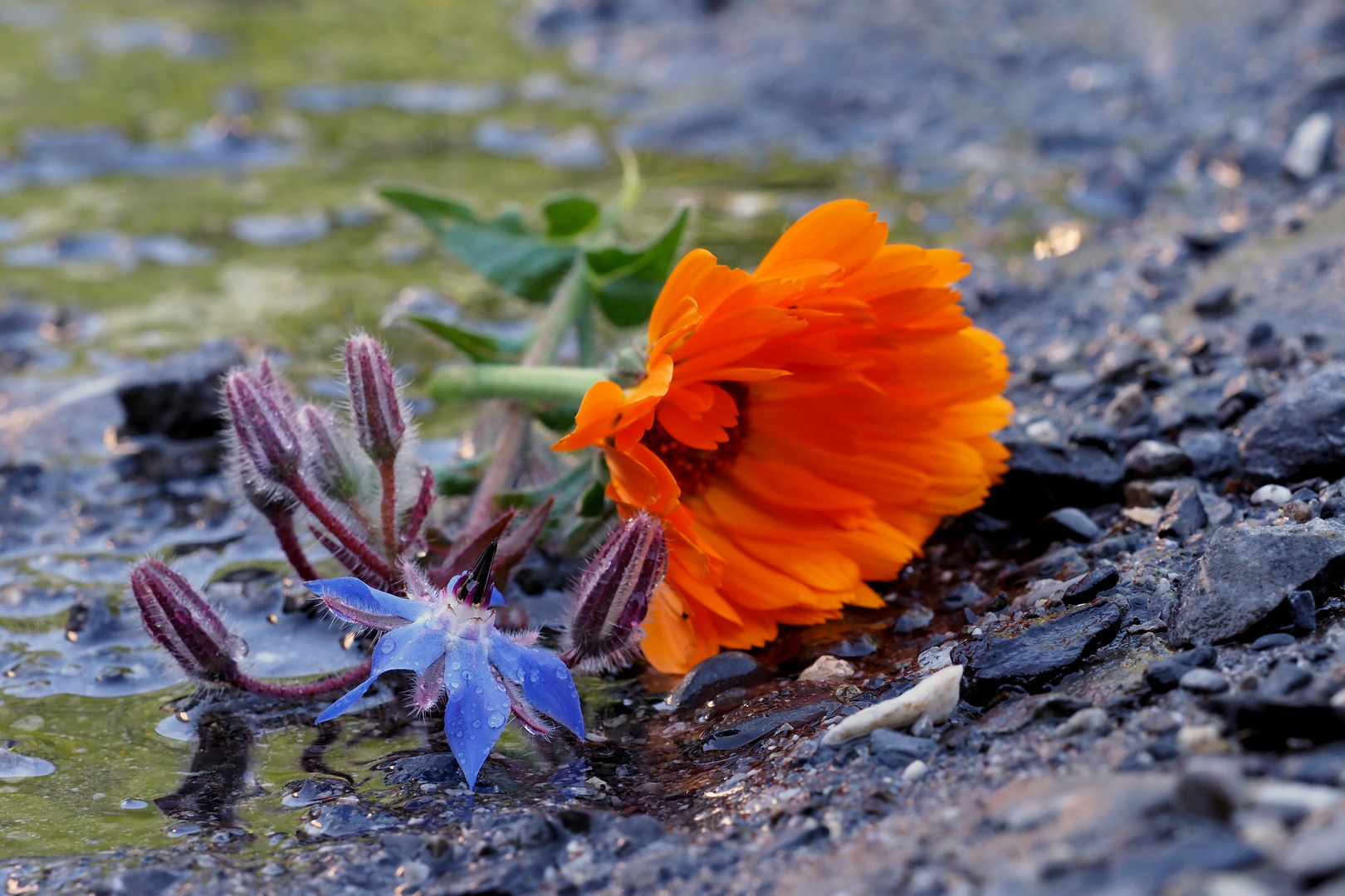 blau und orange