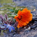 blau und orange