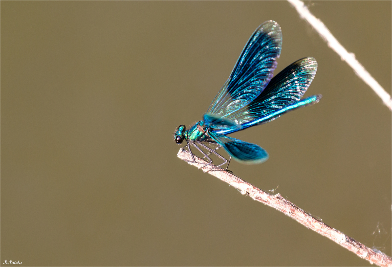 Blau und prachtvoll...