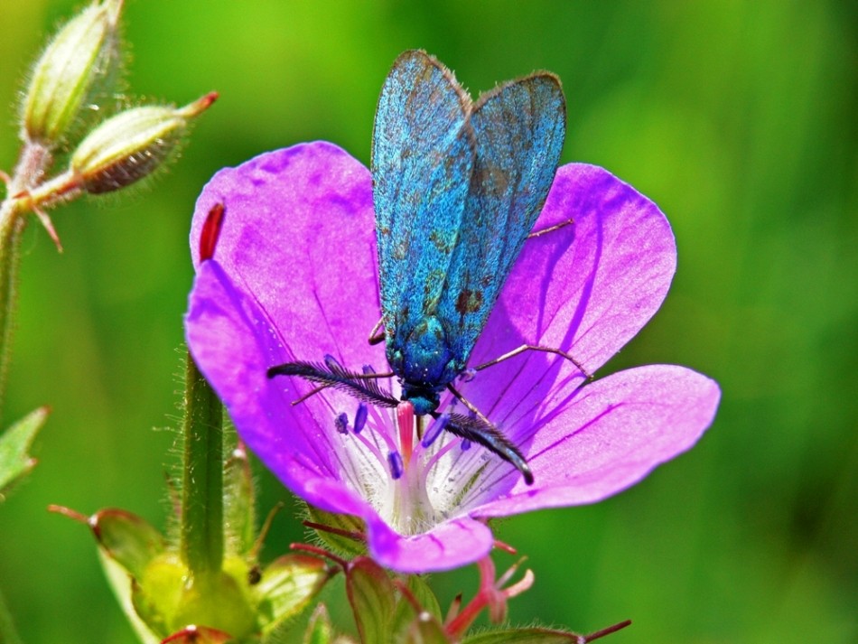 Blau und Rosa