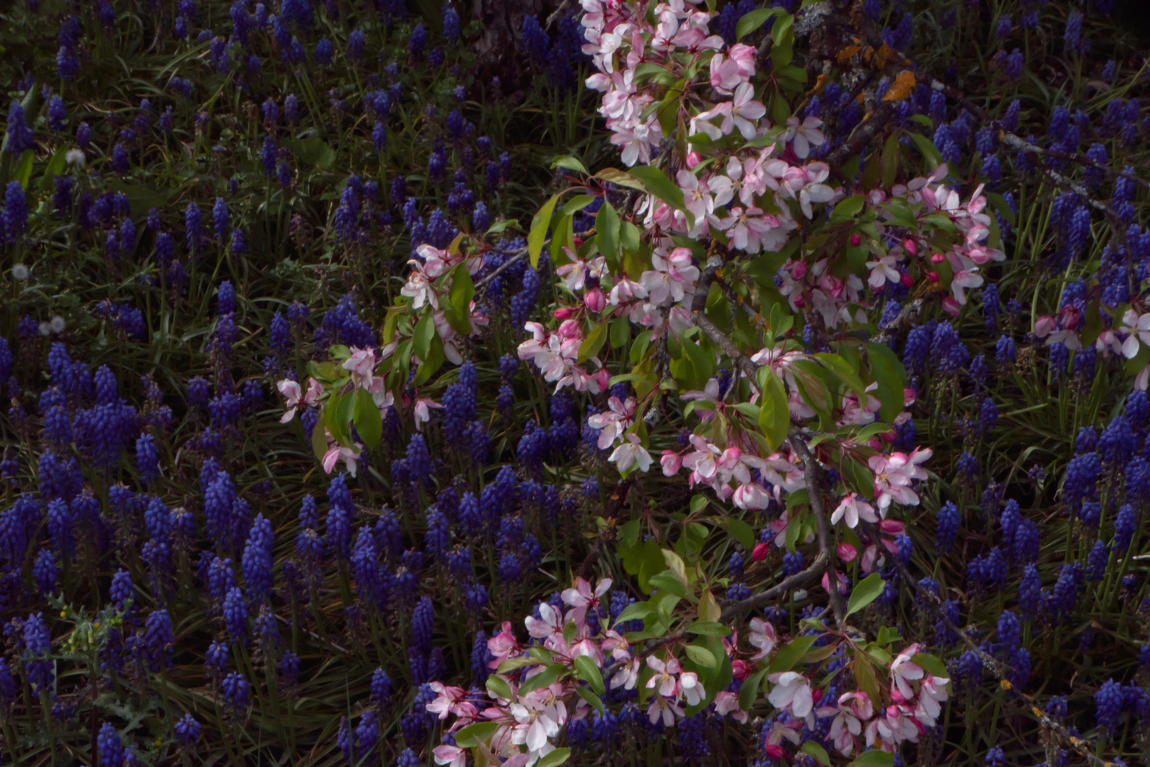 Blau und rosa Blüten