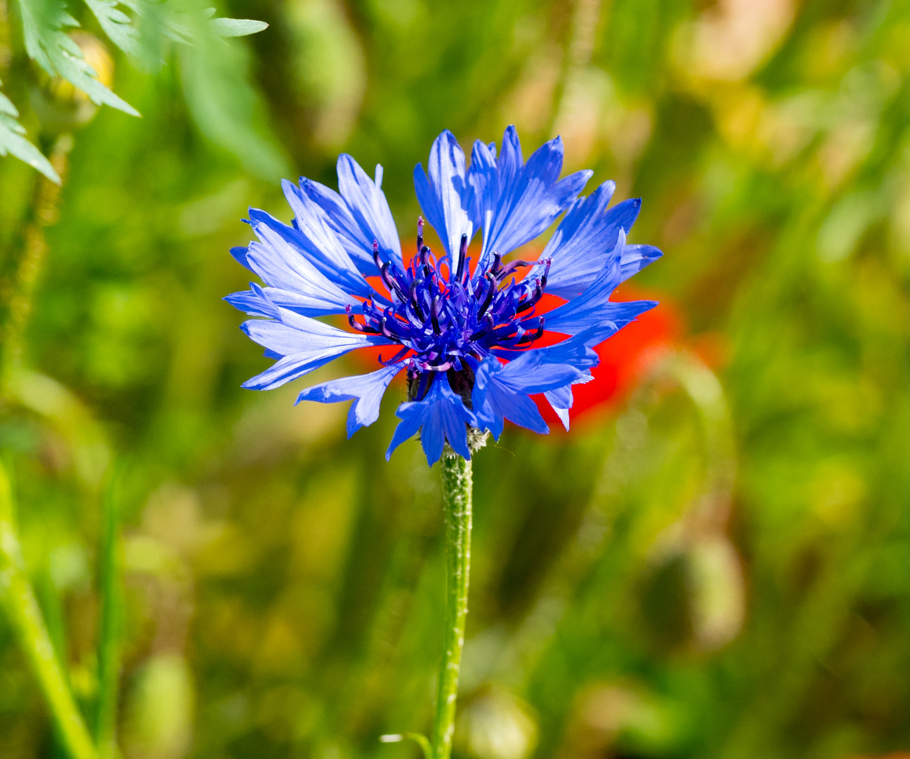 Blau und Rot