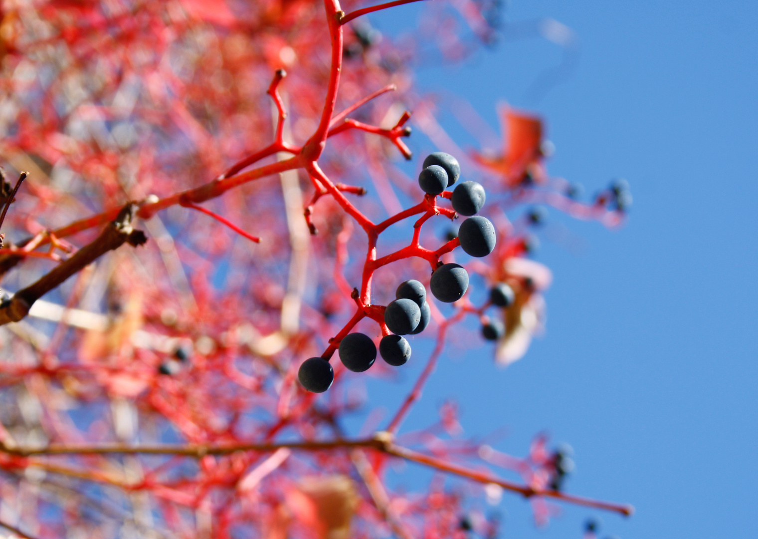 Blau und Rot