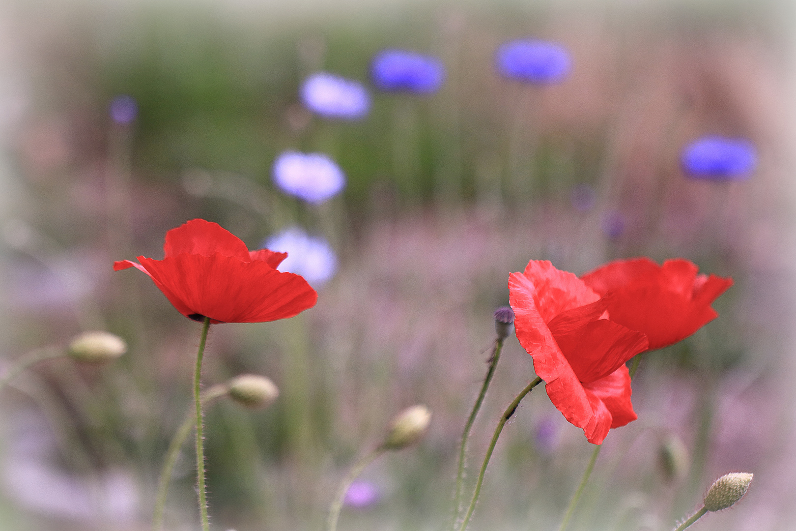 Blau und Rot