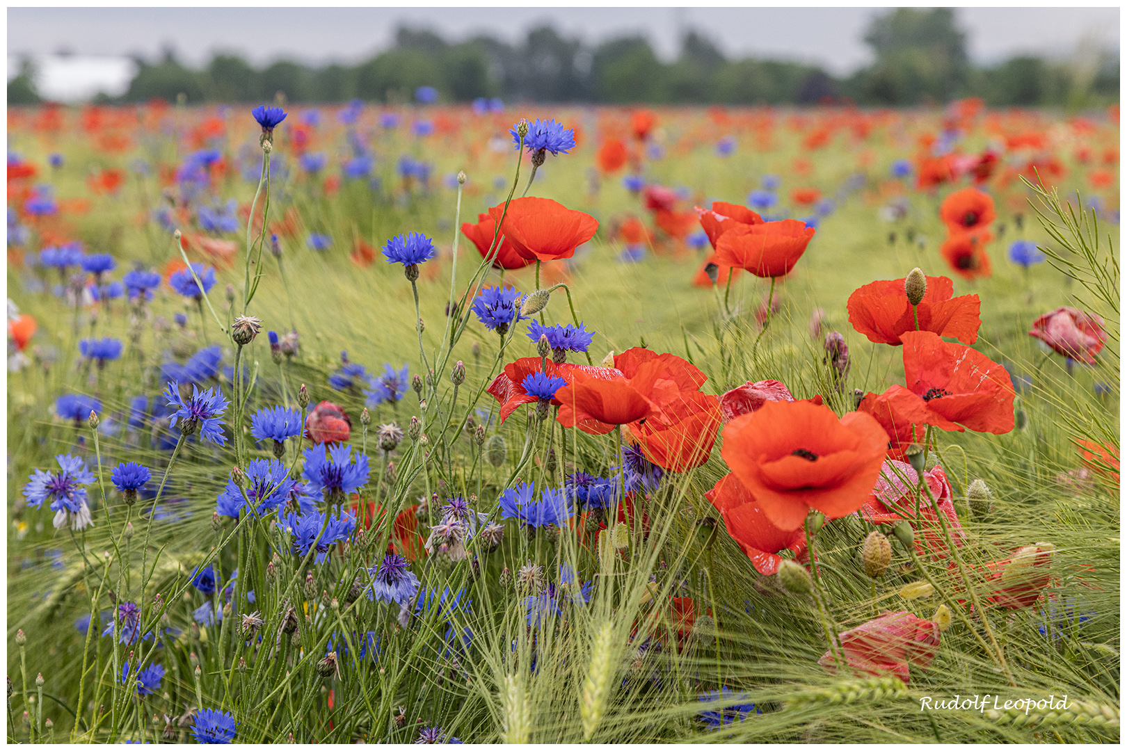 Blau und rot auf dem Getreidefeld