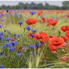 Blau und rot auf dem Getreidefeld