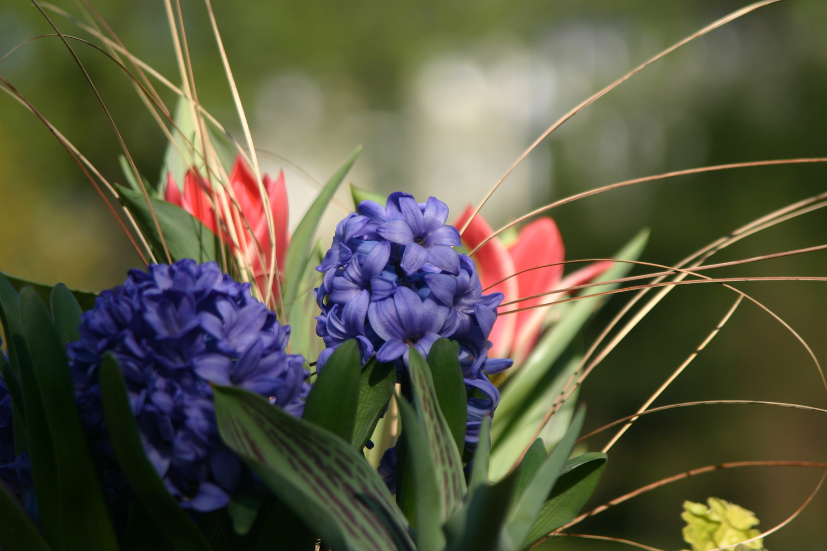 Blau und Rot