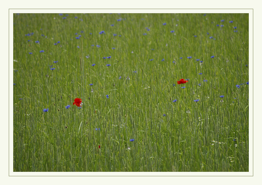 Blau und Rot