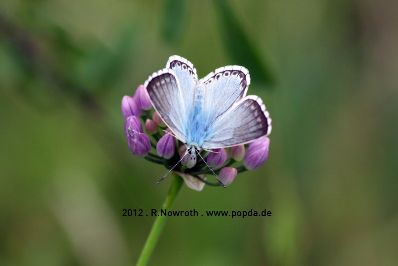 Blau und selten