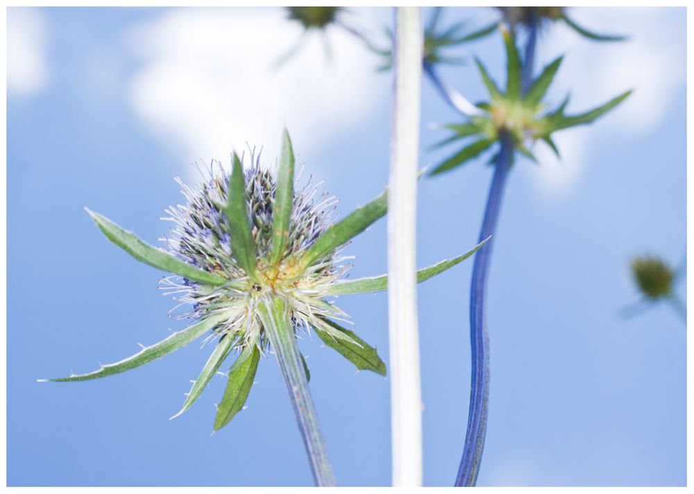 blau und stachlig