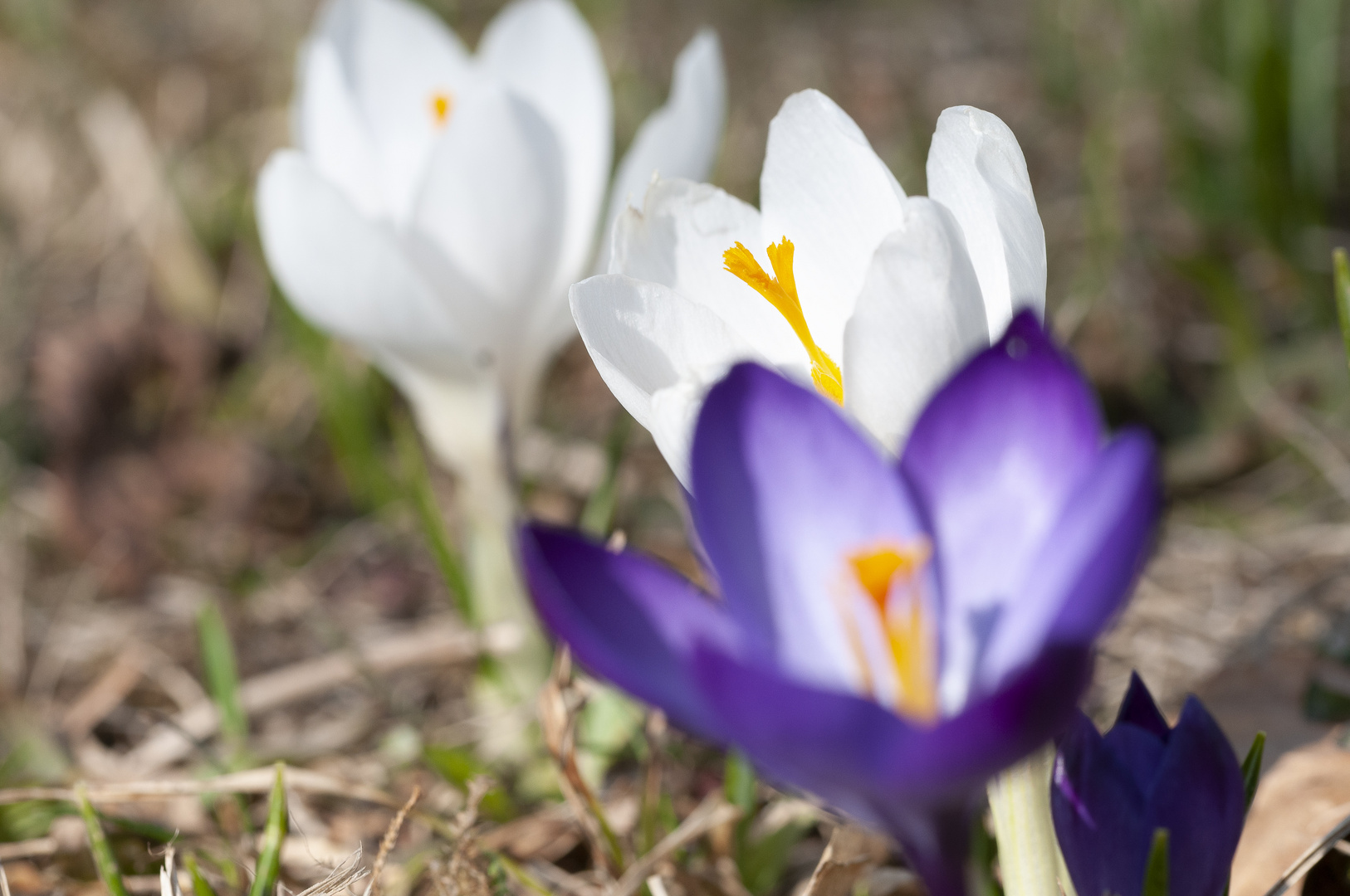 Blau und weiß