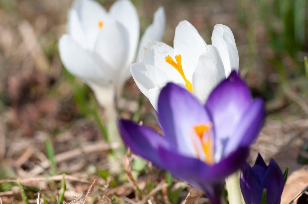 Blau und weiß