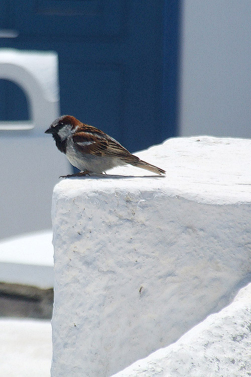 blau und weiss auf santorini - 3