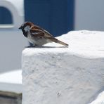 blau und weiss auf santorini - 3