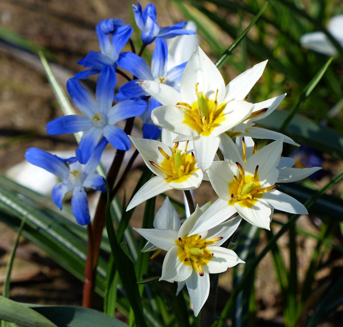 blau und weiß