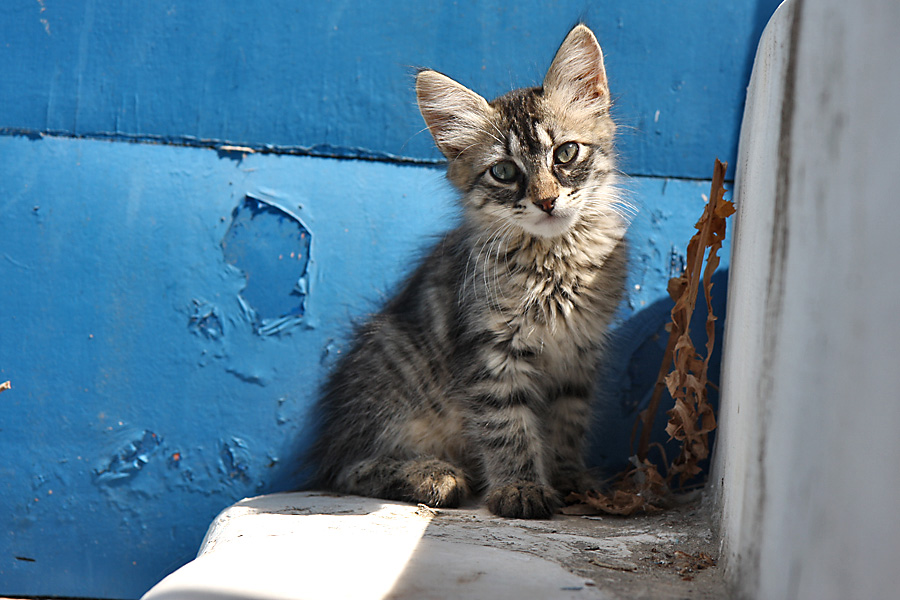 blau und weiss und eine katze