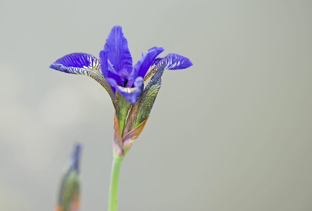 blau und zart