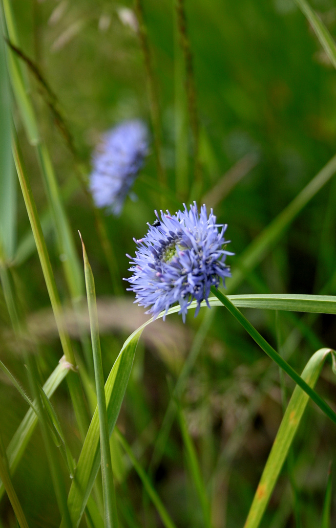 Blau vergisst man nicht