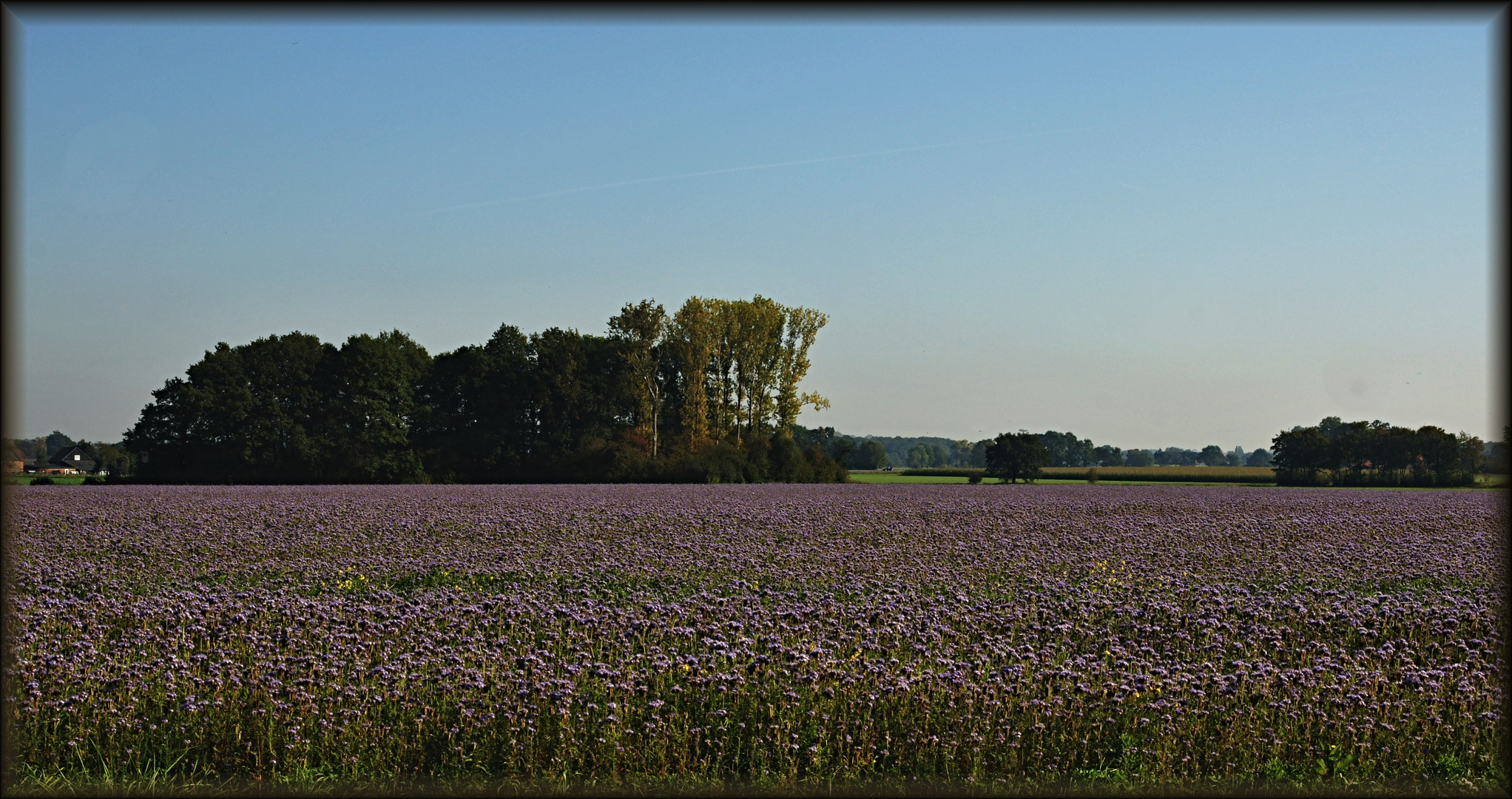 Blau-violett blüht Phacelia in der Börde