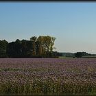 Blau-violett blüht Phacelia in der Börde