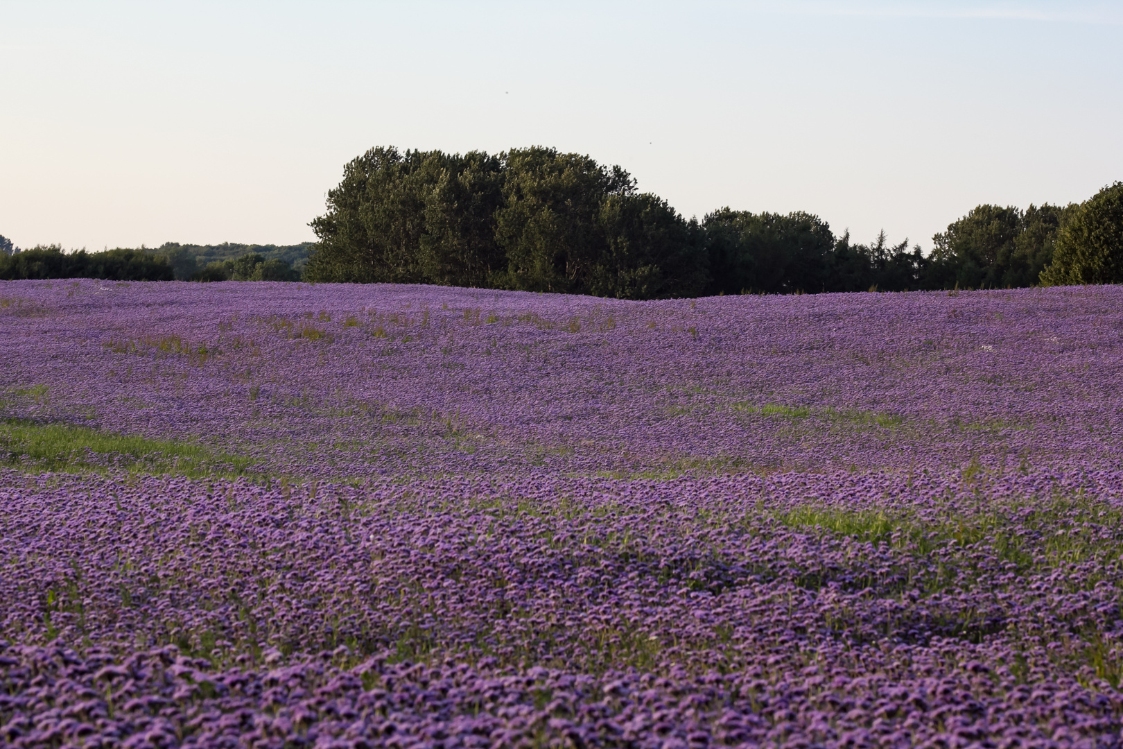 Blau-violette Blütenfelder