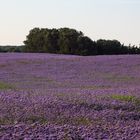 Blau-violette Blütenfelder