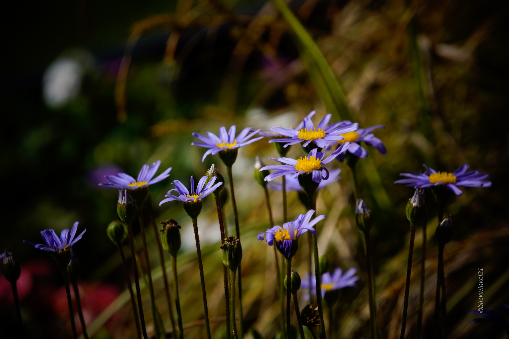 blau-violette Gänseblümchen