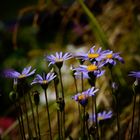 blau-violette Gänseblümchen