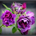 Blau-violette Rosen ...