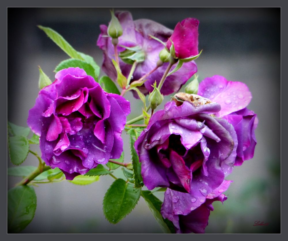 Blau-violette Rosen ...