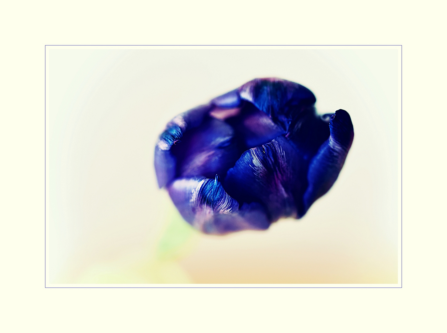 blau violette Tulpe 