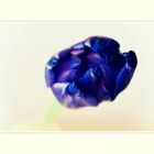 blau violette Tulpe 