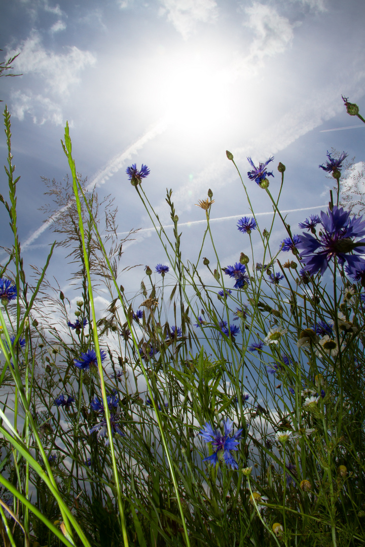 blau vor blau